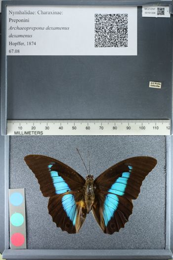 Media type: image;   Entomology 161338